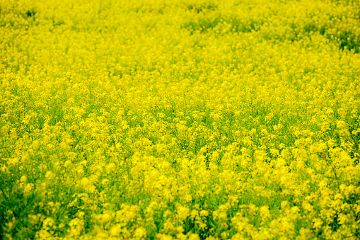 Rape flowers blooming in fields