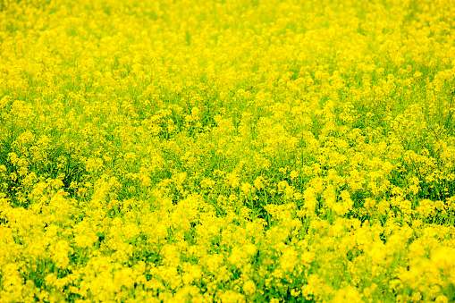 Rape flowers blooming in fields