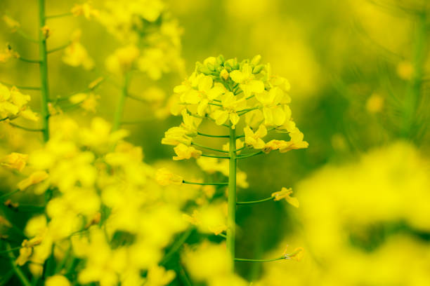 Spring, close-up of rape blossoms glowing yellow