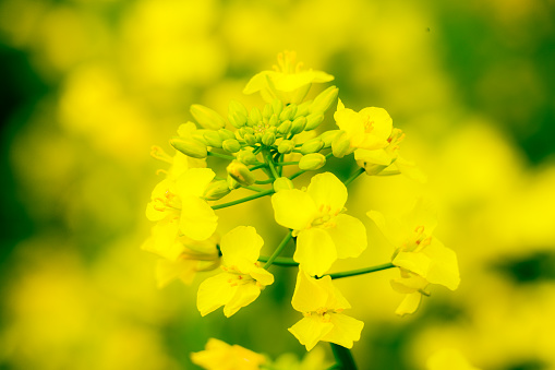 Close-up of golden yellow rape blossoms