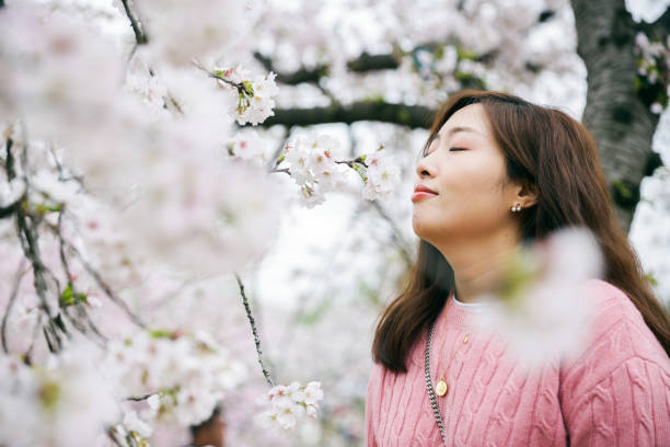 istock Asian woman smelling cherry blossoms flowers in spring 1481323624