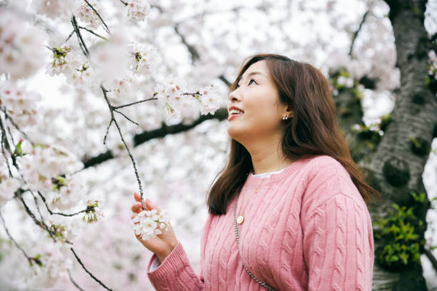istock Asian woman looking cherry blossoms flowers in spring 1481323632