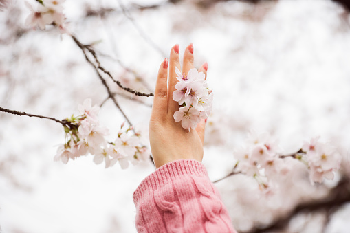 Woman hand touching cherry blossoms flowers in spring