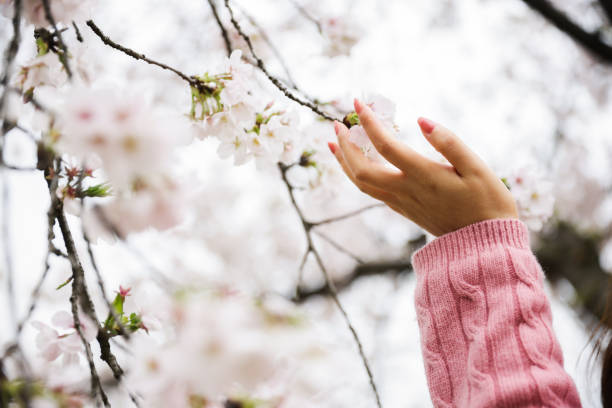 Woman hand touching cherry blossoms flowers in spring