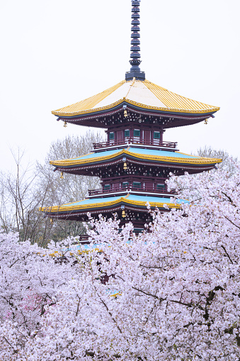 East Lake Cherry Blossom Garden in Wuhan, Hubei, China