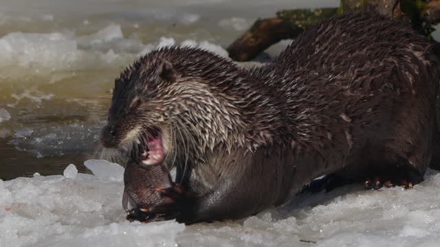 Eurasian otter (Lutra lutra) in slow motion close