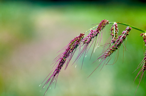 Photo of wild millet spikelets on blurred background