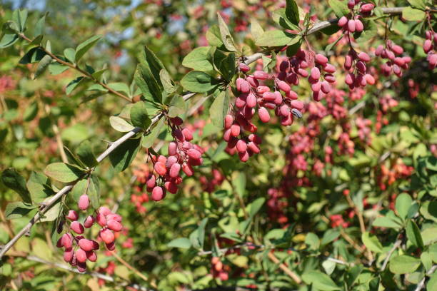 istock Many red berries of common barberry in mid September 1481325826