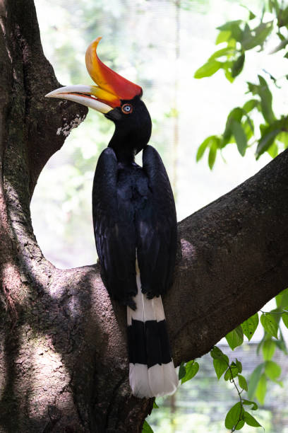 A female Rhinoceros Hornbill perching on a tree branch close up