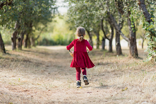 Child picking apples on farm in autumn. Little girl playing in apple tree orchard. Healthy nutrition. Cute little girl eating red delicious apple. Harvest Concept. Apple picking.