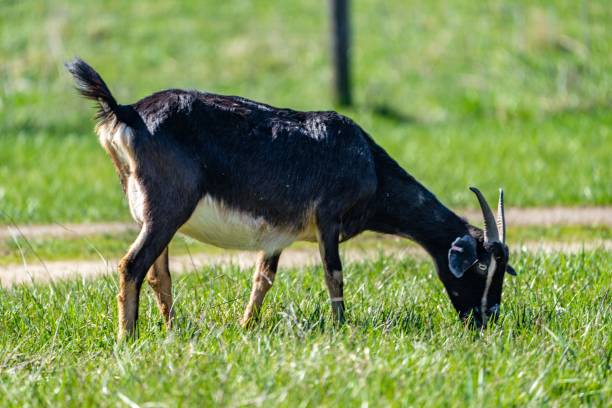 istock Adorable goat grazes on lush green grass in a peaceful environment 1481328481