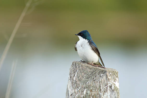 Eastern Tree Swallow stock photo