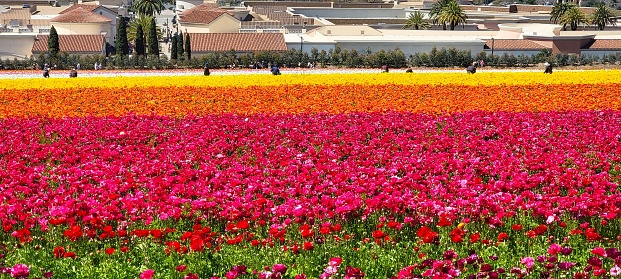 A field of flowers with a city skyline in the background in Carlsbad, California.