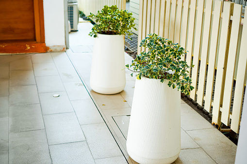 The picture shows a Ming Aralia plant in a white pot for indoor and backyard ornamental plants, ARALIACEAE, Polyscias sp.