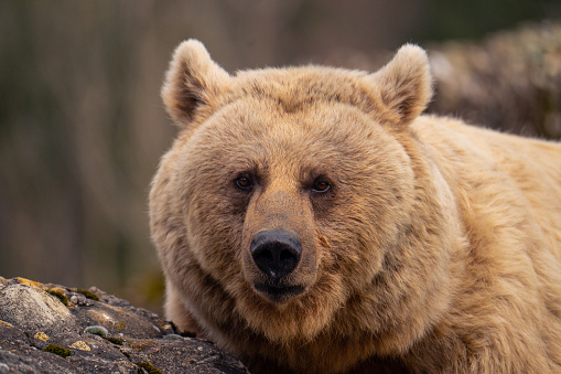 female brown bear looking into the camera