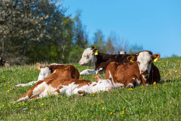 istock Calves on  meadow in the sunshine 1481334108