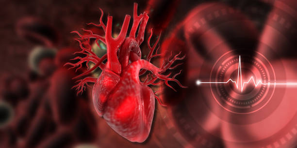 istock Human heart anatomy on scientific background 1481334228