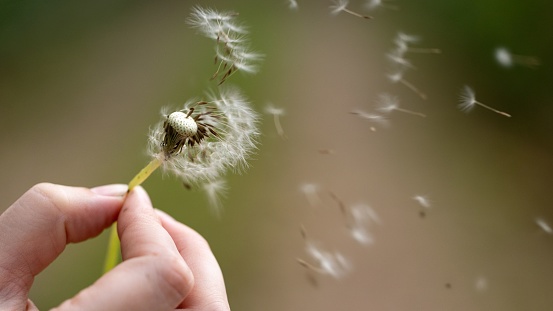 A person grasping a single dandelion, with the seeds dispersing from the flowerhead.