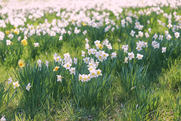 istock field of white and yellow daffodils in spring 1481335506