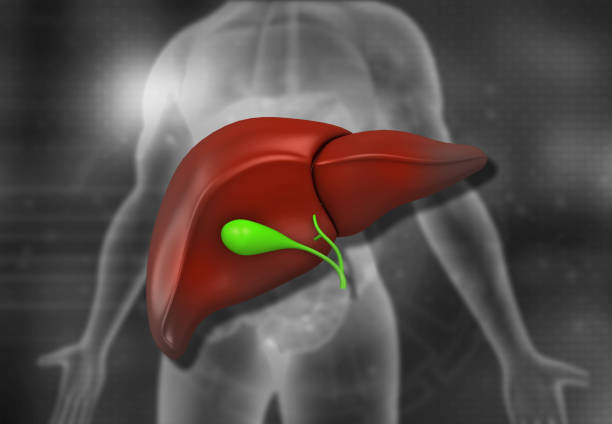 istock Healthy human liver anatomy 1481335665