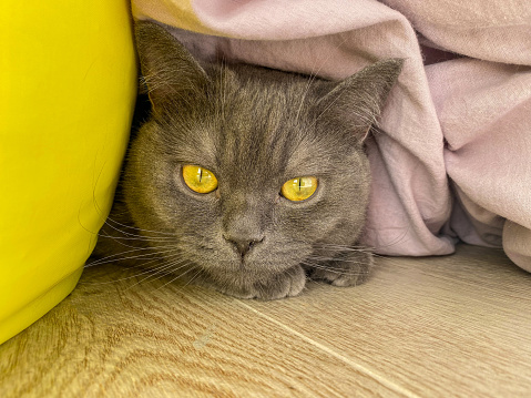 A gray cat with yellow eyes hides under a blanket on the floor. A gray British cat hides in a shelter on the floor under a purple blanket.