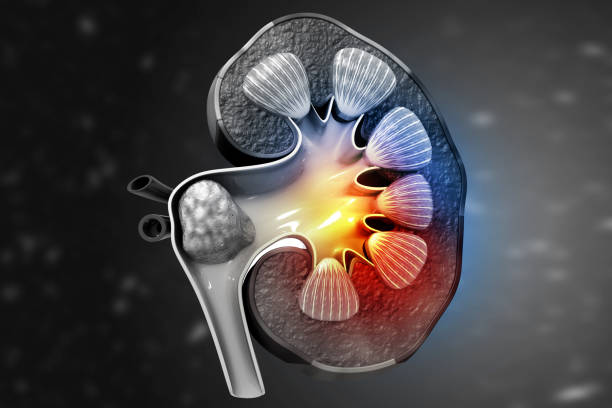 istock Human kidney cross section anatomy 1481336060