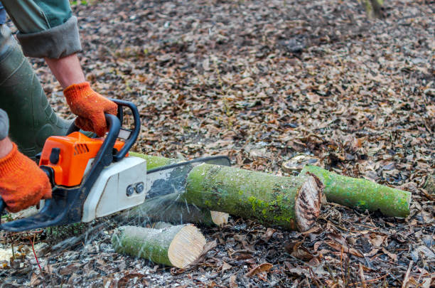 istock Lumberjack worker in full protective gear cutting firewood with a professional chainsaw 1481336192