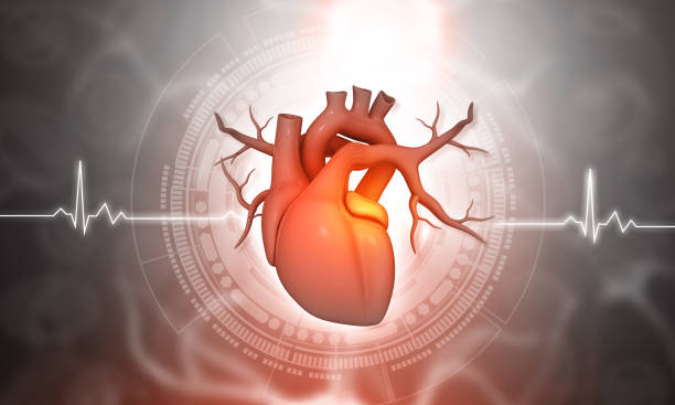 istock Human heart anatomy on scientific background 1481336265