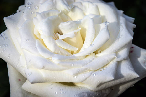 istock White rose with water drops on a dark background. Template for a beautiful and luxurious postcard or poster on the theme of Valentine's Day. 1481337606
