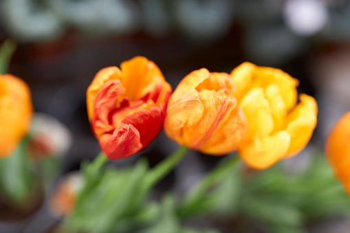 freshly bloomed orange and red tulip flowers in the flower field