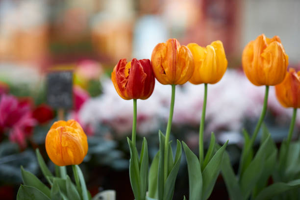freshly bloomed orange and red tulip flowers in the flower field