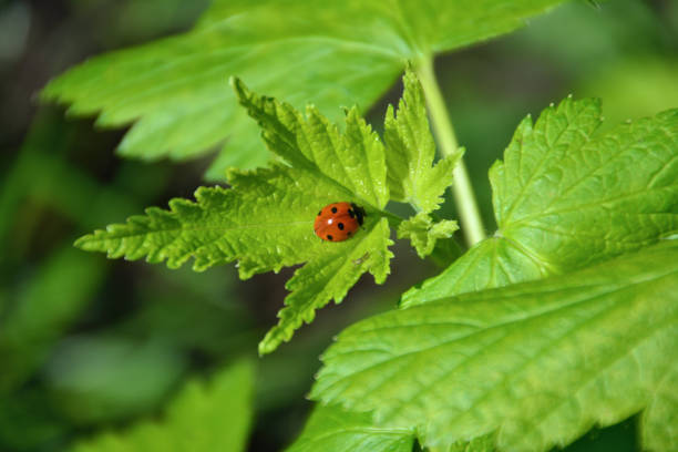 istock A ladybug sits on a green leaf in the garden in sunny day, close-up 1481339042