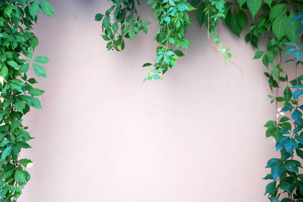 istock green creeping branches on a white wall, space for text with a frame of leaves 1481339132