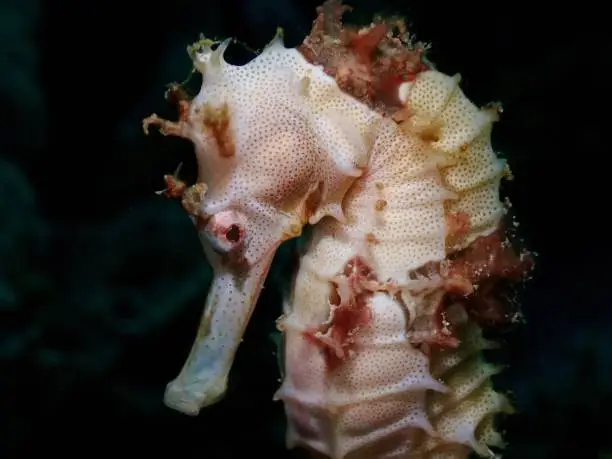 Photo of Underwater closeup of seahorse