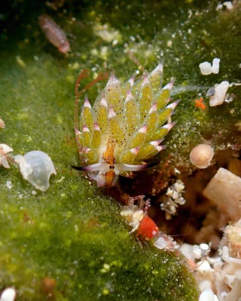 Shaun the Sheep nudibranch (Costasiella kuroshimae)