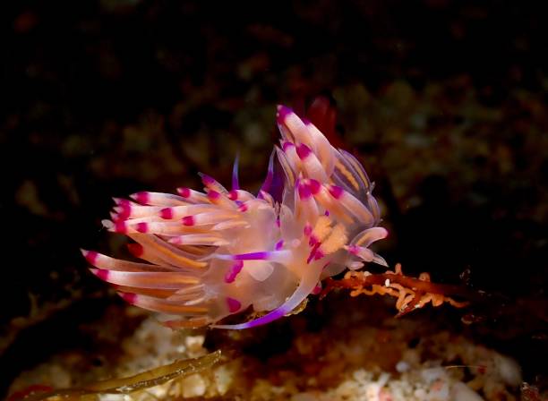 istock Coryphellina pseudolotos nudibranch laying eggs 1481340608