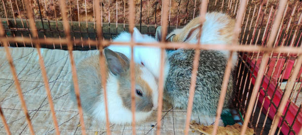 istock Small cute baby rabbits sitting in a cage 1481342295