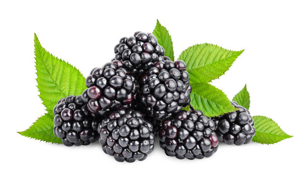 heap of blackberry and leaves on a white isolated background