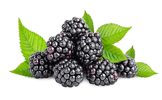 Blackberries in various stages of ripeness.