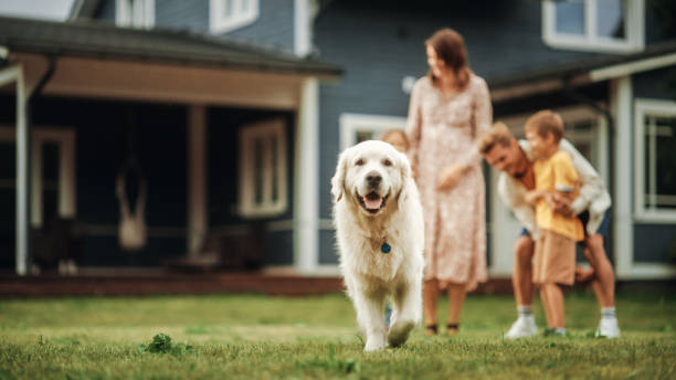 子供を持つ幸せな若い家族夫婦と、家の草の上に座っているゴールデンレトリバーのポートレート。カメラを見て微笑む陽気な人々。立ち去る犬に焦点を当てます。 - four animals ストックフォトと画像