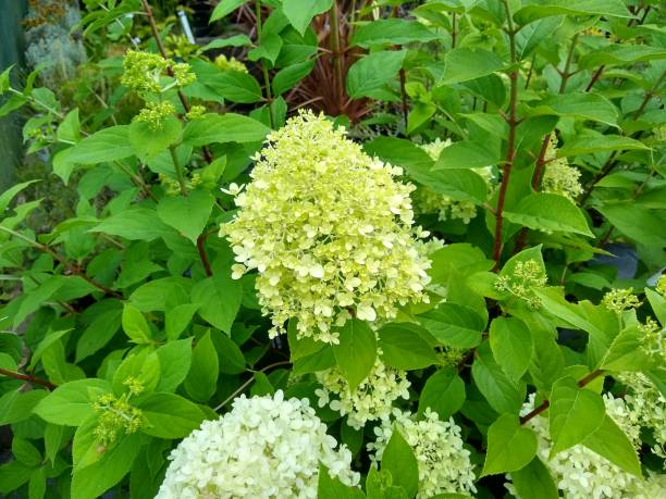Hydrangea paniculata 'Limelight' Conicle flowerhead panicle of Paniculate Hydrangea 'Limelight' against green leaves panicle stock pictures, royalty-free photos & images