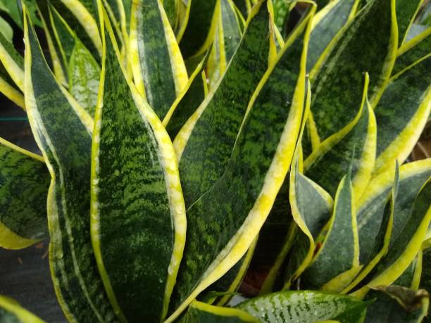istock Sansevieria trifasciata 'Futura Superba' 1481345228
