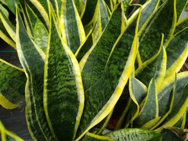 istock Sansevieria trifasciata 'Futura Superba' 1481345238