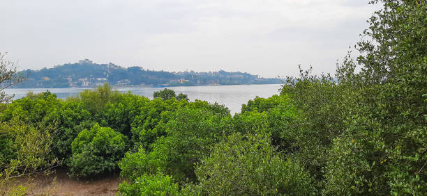 istock Dr. Salim Ali Bird Sanctuary Goa, India 1481346516