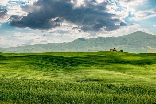 Beautiful background image of endless green field with young grass and blue sky with white clouds on bright sunny day. Natural spring summer landscape.