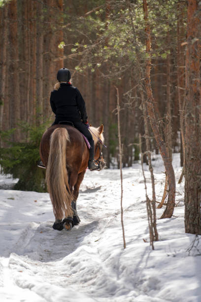 istock Woman horseback riding in forest trail 1481346905