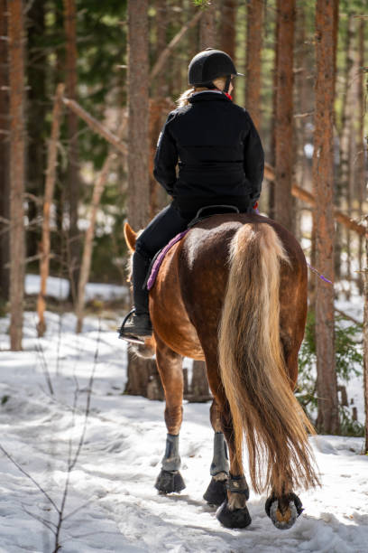 istock Woman horseback riding in forest trail 1481346928