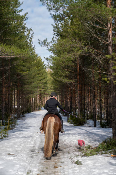 istock Woman horseback riding in forest trail 1481346959