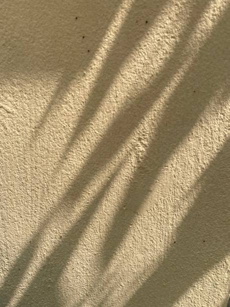 istock Leaves shadow background on concrete wall texture, leaves tree branches shade with sunlight 1481347008