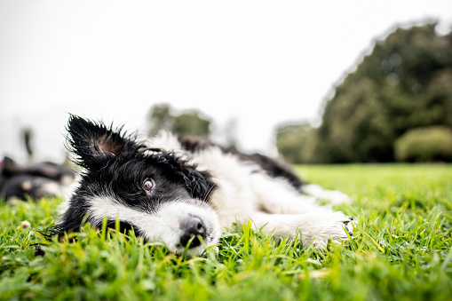 Dog lying down on grass at public park